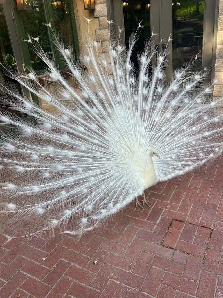 Gleaming Glass at LaCaille Restaurant